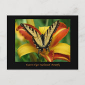 Carte Postale Tiger Swallowtail sur Daylily (Devant)