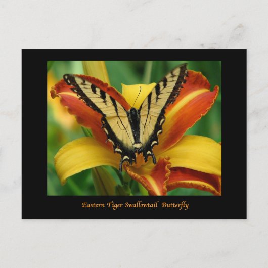 Carte Postale Tiger Swallowtail sur Daylily (Devant)