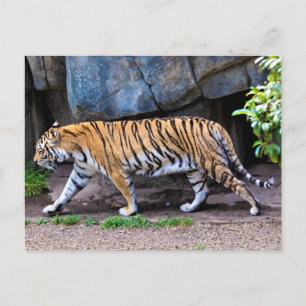 CARTE POSTALE TIGER WALK