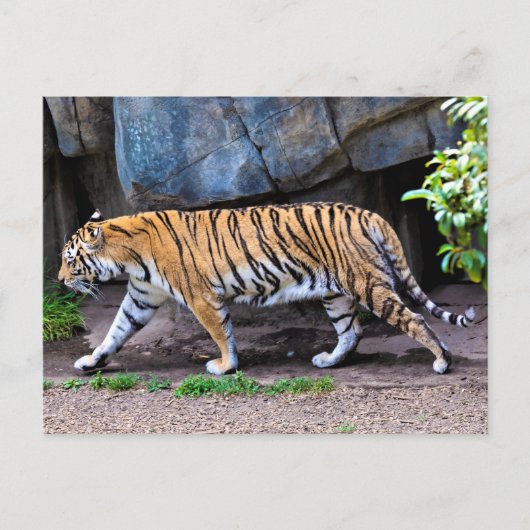 CARTE POSTALE TIGER WALK (Devant)