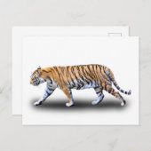 CARTE POSTALE TIGER WALK (Devant / Derrière)