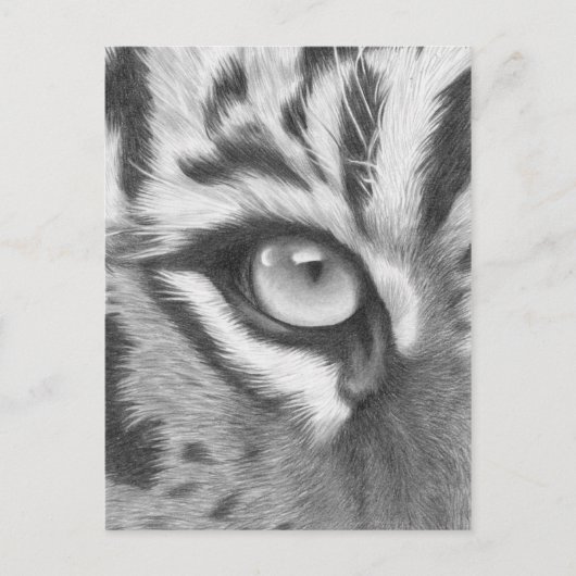 Carte Postale Tigerauge - Bleistiftzeichnung (Devant)