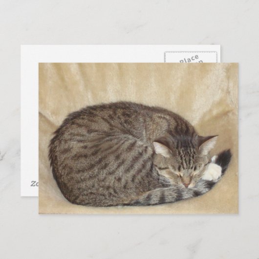 Carte Postale Tigerkatze (Devant / Derrière)