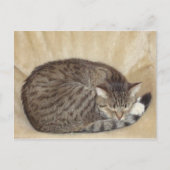 Carte Postale Tigerkatze (Devant)
