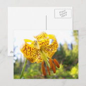 Carte Postale Tigerlily (Devant / Derrière)
