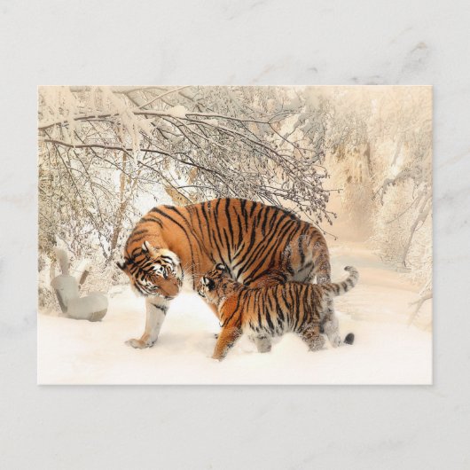 Carte postale Tigers d'hiver (Devant)
