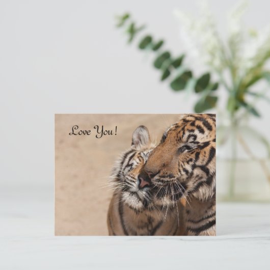 Carte postale - Tigers - Tiger Temple Thaïlande (Debout devant)