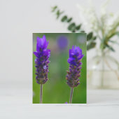 Carte Postale tiges de lavande (Debout devant)