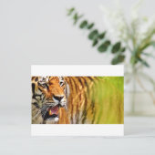 Carte Postale tiget-me (Debout devant)