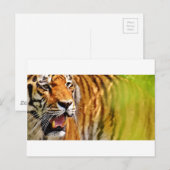 Carte Postale tiget-me (Devant / Derrière)