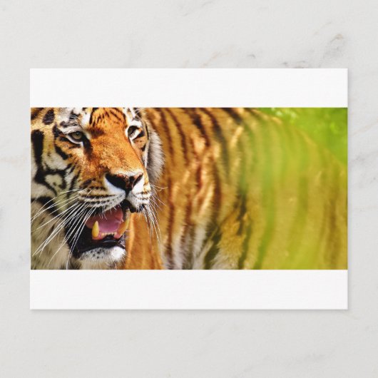 Carte Postale tiget-me (Devant)