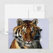 Carte Postale tigre (Devant / Derrière)