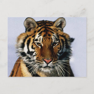 Carte Postale tigre