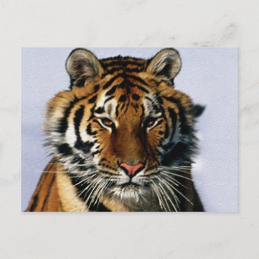 Carte Postale tigre (Devant)