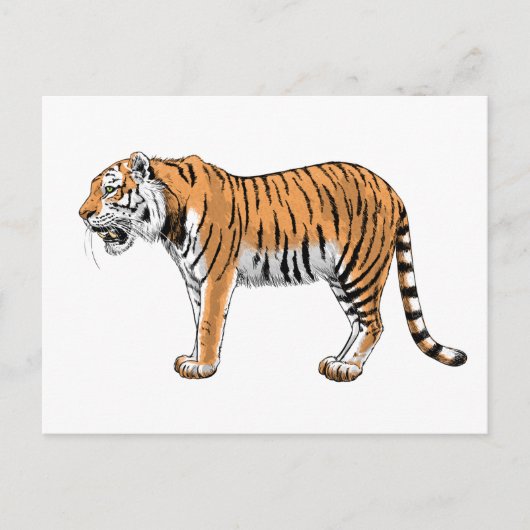 Carte Postale Tigre (Devant)