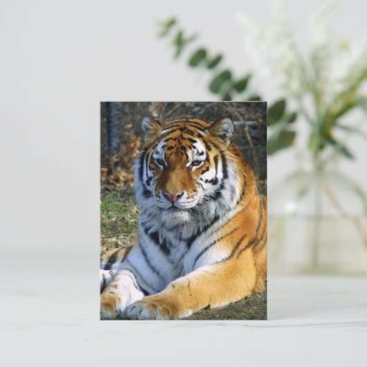 Carte Postale Tigre (Debout devant)