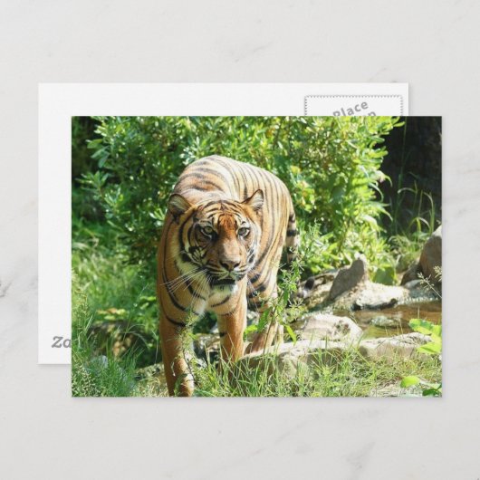 Carte Postale Tigre (Devant / Derrière)