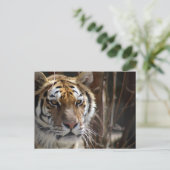 Carte Postale Tigre (Debout devant)