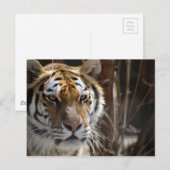 Carte Postale Tigre (Devant / Derrière)