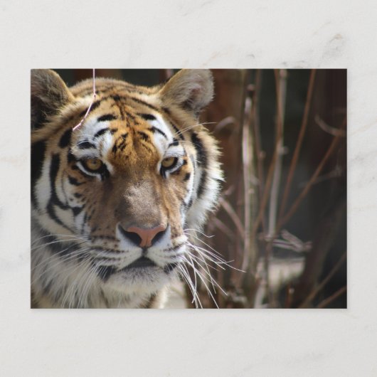 Carte Postale Tigre (Devant)