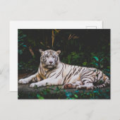 Carte Postale Tigre (Devant / Derrière)