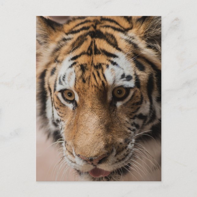 Carte Postale Tigre (Devant)