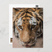 Carte Postale Tigre (Devant / Derrière)