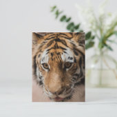 Carte Postale Tigre (Debout devant)
