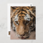 Carte Postale Tigre (Devant / Derrière)