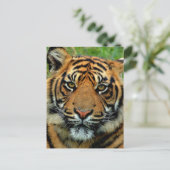 Carte Postale Tigre (Debout devant)