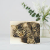 Carte Postale Tigre (Debout devant)