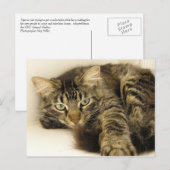 Carte Postale Tigre (Devant / Derrière)