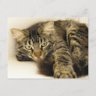 Carte Postale Tigre