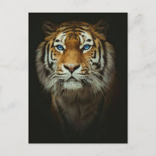 Carte Postale Tigre