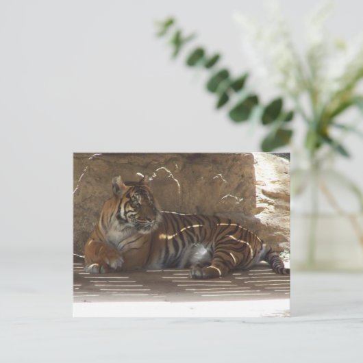 Carte Postale Tigre (Debout devant)