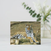 Carte Postale Tigre (Debout devant)