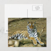Carte Postale Tigre (Devant / Derrière)