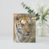 Carte Postale Tigre (Debout devant)