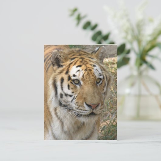 Carte Postale Tigre (Debout devant)