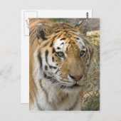Carte Postale Tigre (Devant / Derrière)
