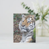 Carte Postale Tigre (Debout devant)