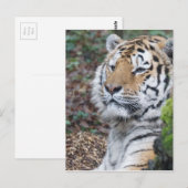 Carte Postale Tigre (Devant / Derrière)