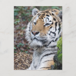 Carte Postale Tigre