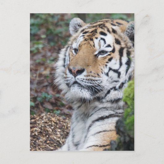 Carte Postale Tigre (Devant)