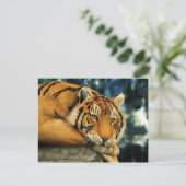 Carte Postale Tigre (Debout devant)