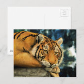 Carte Postale Tigre (Devant / Derrière)