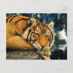 Carte Postale Tigre
