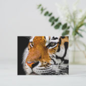 Carte Postale Tigre (Debout devant)