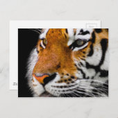 Carte Postale Tigre (Devant / Derrière)