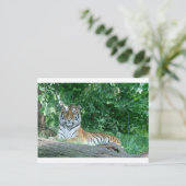 Carte Postale Tigre (Debout devant)